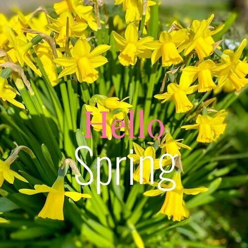 HELLO SPRING!🌸Mit einem Lächeln im Herzen begrüßen wir den Frühling!Überall um uns herum erblühen die ersten zarten...