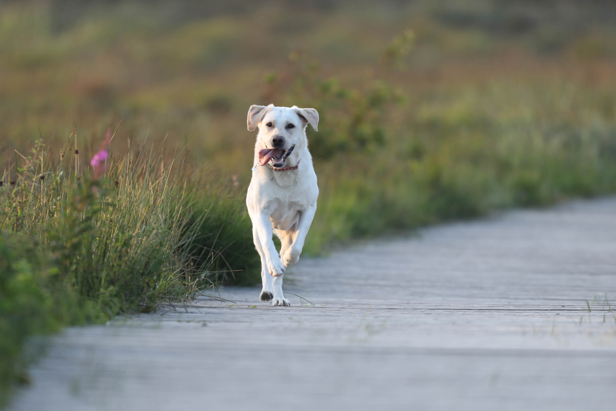 Hunde auf Sylt Hunde auf Sylt | Landhaus Severin's Sylt