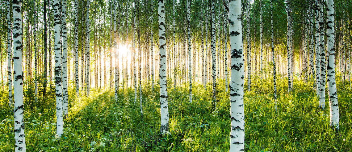 Birch Forest in Finnland