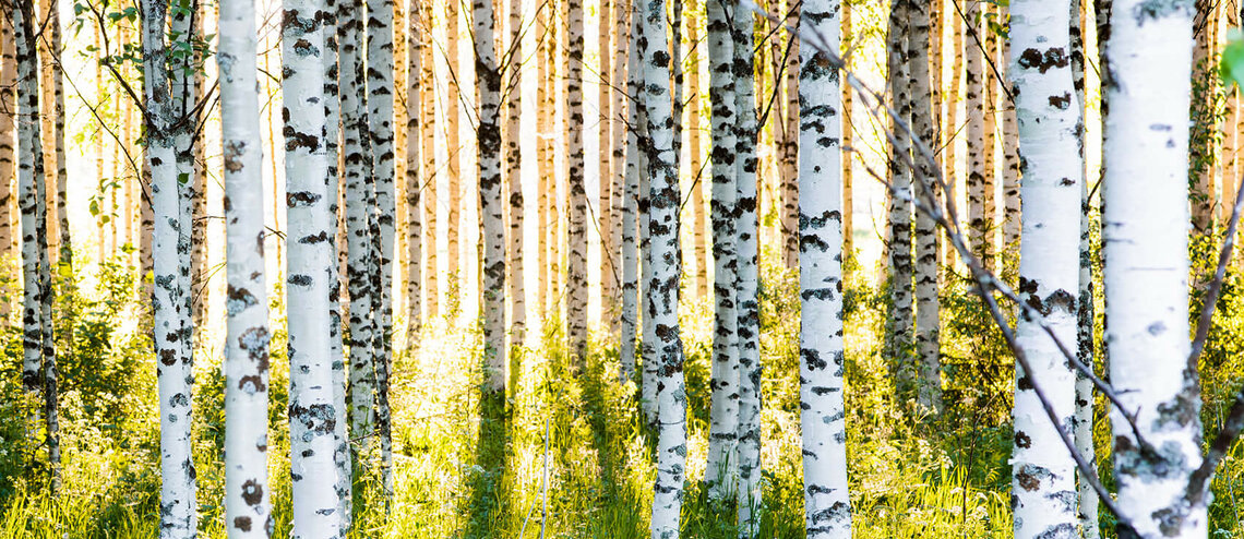 Birkenwald in Finnland