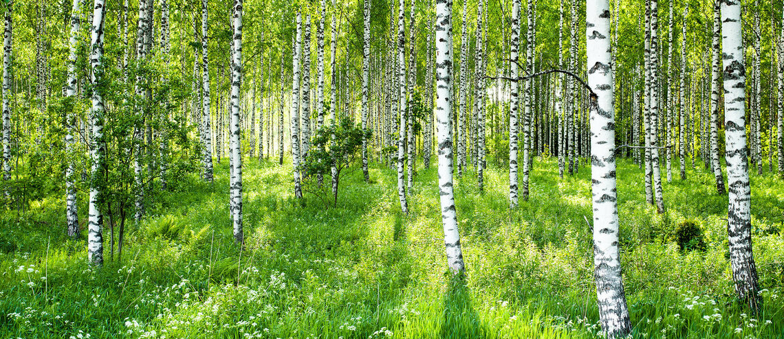 Birkenwald in Finnland