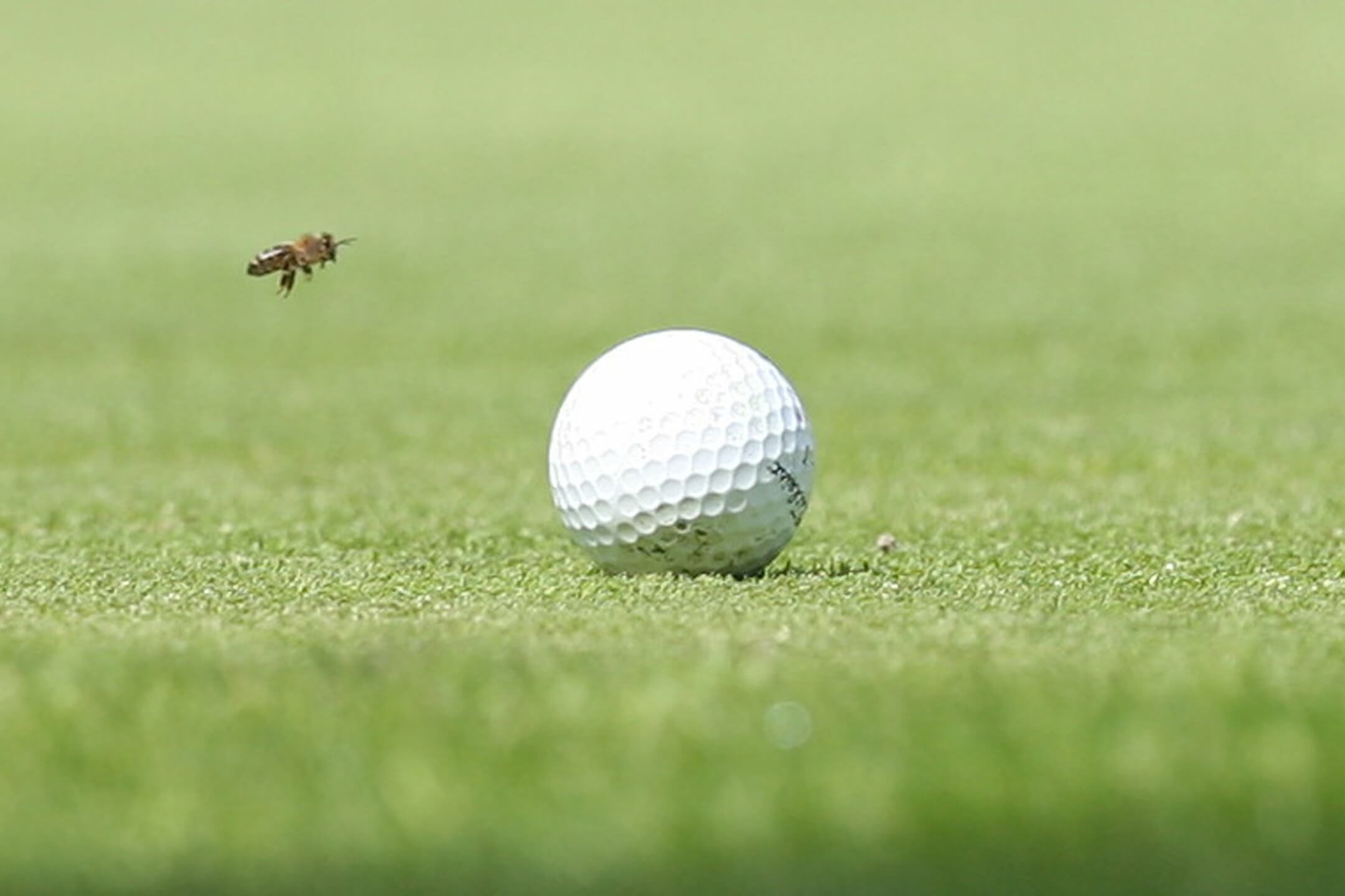 Golfhopping auf Sylt | Severin´s Resort & Spa Biene und Golfball