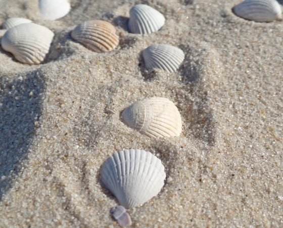 Muscheln im Sand am Strand von Sylt, nahe dem Severin*s Resort & Spa.