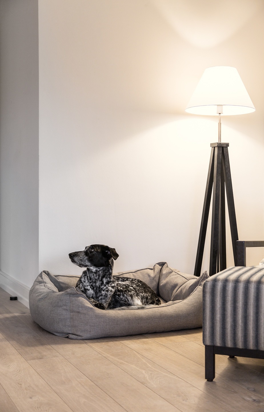 Dog in a Garden Suite of the hotel of Severin*s Resort and Spa on Sylt