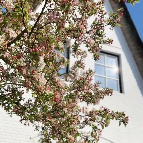 HAPPY SUNDAY!Die warmen Sonnenstrahlen, das frische Grün und die unzähligen Blüten verleihen dem Garten gerade eine...