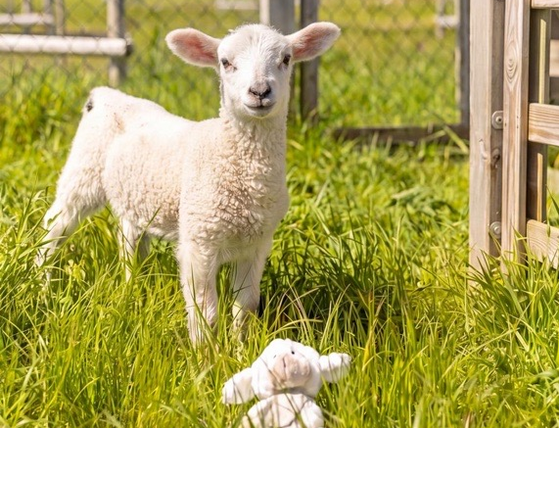 Maskottchen Skapy im Severin*s Resort & Spa Sylt Das Maskottchen Skapy mit einem Lamm auf einer grünen Wiese
