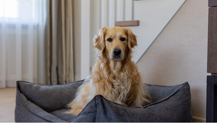 Urlaub mit Hund im Severin*s Resort and Spa Sylt Ein Golden Retriever in einem grauen Körbchen im Severin*s Resort & Spa Sylt