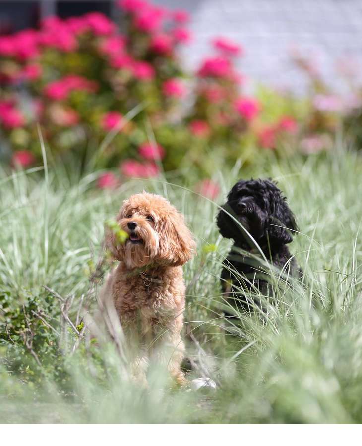 Zwei Hunde auf dem Gelände des Hotel Severin*s auf Sylt