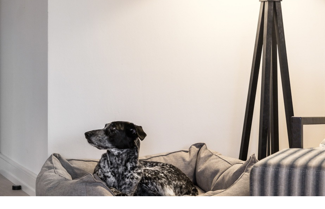 Hund in grauem Hundebett neben Stehlampe im eleganten Hotelzimmer des Severin*s Resort & Spa auf Sylt.